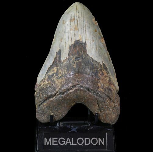 Huge, Megalodon Tooth - North Carolina #66099